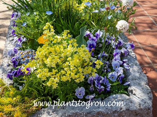 Linaria Fantasy series (Linaria maroccana)
Linaria Fantasy Yellow